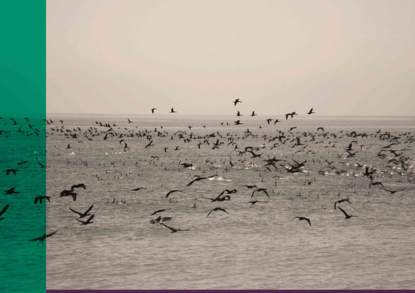 Birds Sepia Geo 01 - Antonia Pia Gordon uae