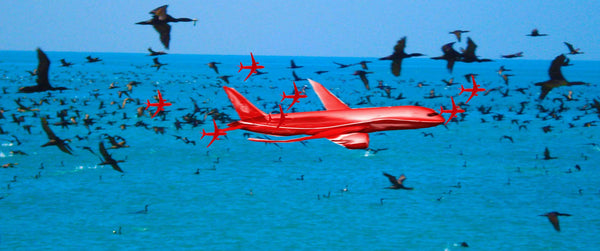 FREEDOM TO FLY No 10 Birds: Socotra Cormorants - Antonia Pia Gordon uae