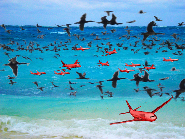 FREEDOM TO FLY No 11 Birds: Socotra Cormorants - Antonia Pia Gordon uae