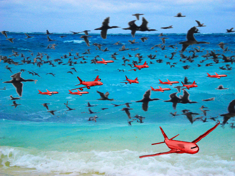 Cormorants flying over sea. Birds all over sea. Red aeroplanes in foreground.