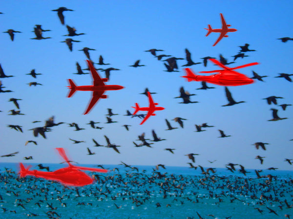 FREEDOM TO FLY No 13 Birds: Socotra Cormorants - Antonia Pia Gordon uae