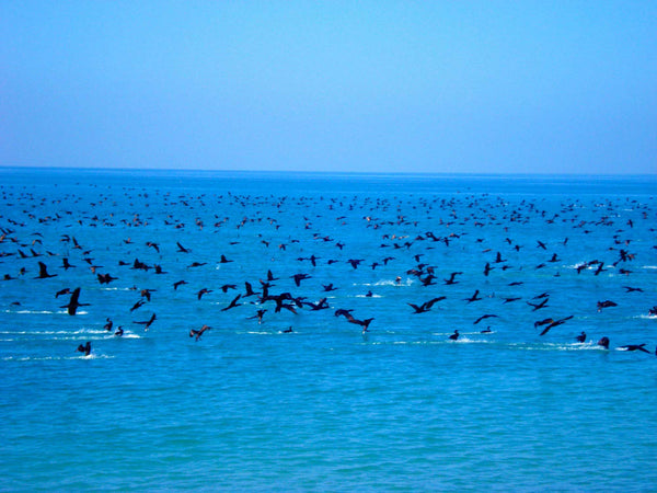 Cormorants and red planes flying over sea. Flocks of birds in foreground and background.