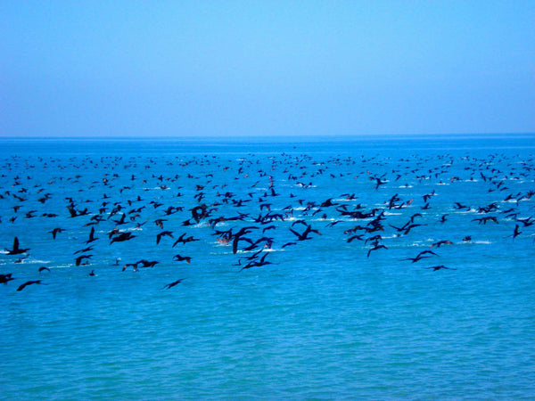 FREEDOM TO FLY No 15 Birds: Socotra Cormorants - Antonia Pia Gordon uae