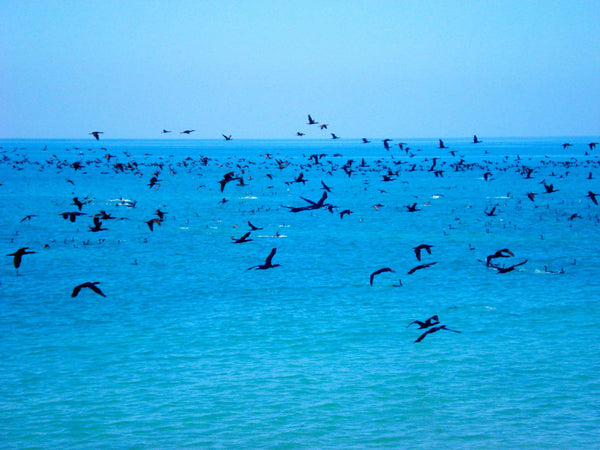 Cormorants flying over sea. Birds in foreground and background flying over sea.