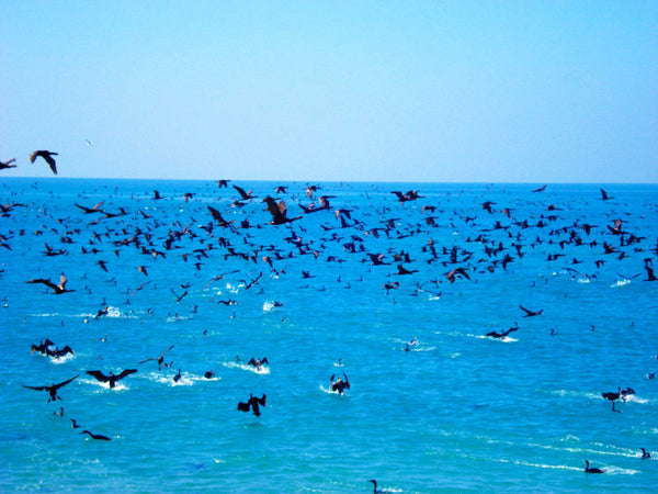 Cormorants flying over sea. Birds flying in foreground and background and diving into sea.