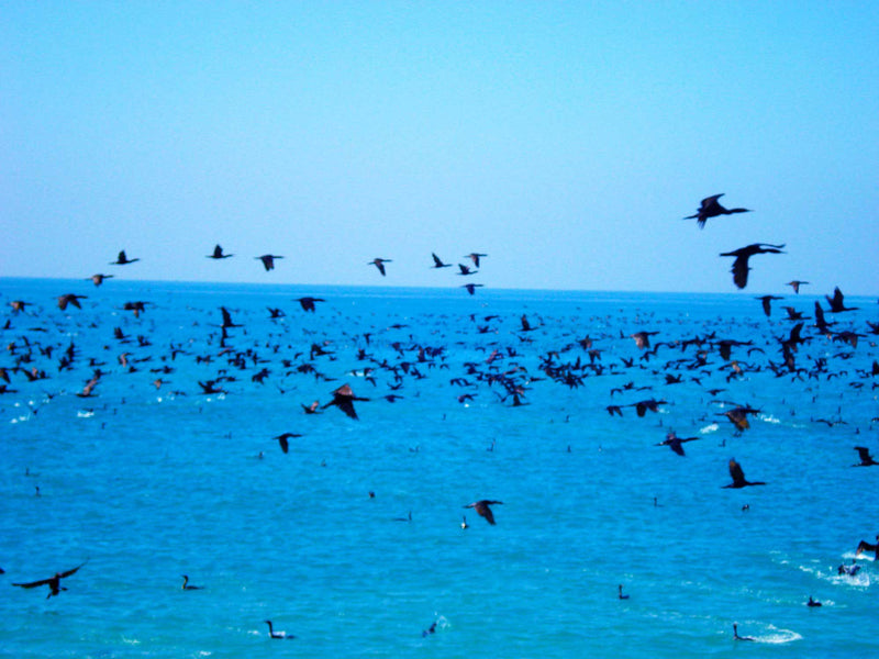 Cormorants flying over sea. Flocks of birds in foreground and background.