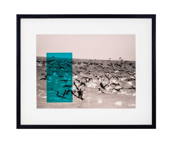 Turquoise rectangle overlaying black and white photo of cormorants landing in sea.