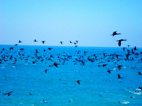FREEDOM TO FLY No 18 Birds: Socotra Cormorants - Antonia Pia Gordon uae