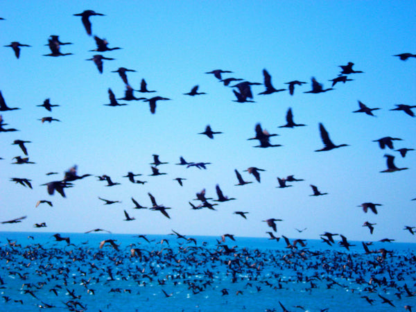 Cormorants flying over sea. Very large flocks of birds in foreground and background.