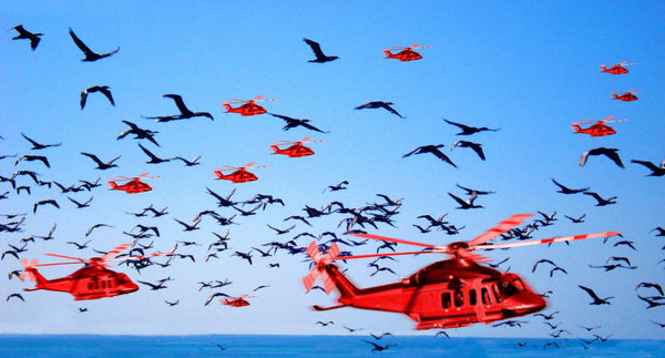 FREEDOM TO FLY No 1 Birds: Socotra Cormorants - Antonia Pia Gordon uae