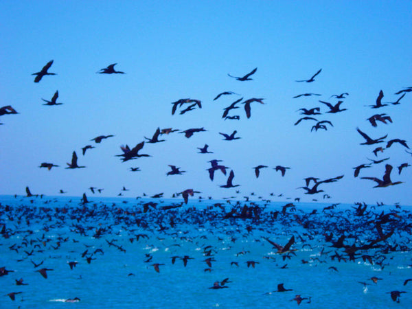 FREEDOM TO FLY No 20 Birds: Socotra Cormorants - Antonia Pia Gordon uae