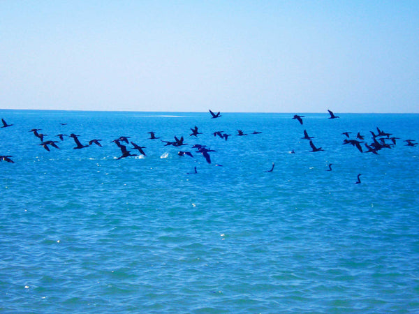 FREEDOM TO FLY No 21 Birds: Socotra Cormorants - Antonia Pia Gordon uae