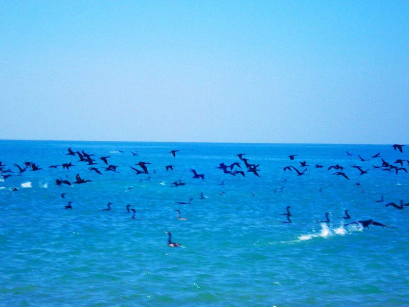 FREEDOM TO FLY No 22 Birds: Socotra Cormorants - Antonia Pia Gordon uae