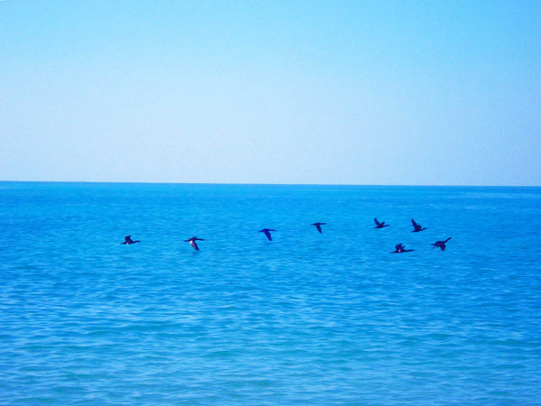 FREEDOM TO FLY No 24 Birds: Socotra Cormorants - Antonia Pia Gordon uae