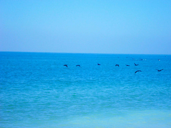 FREEDOM TO FLY No 25 Birds: Socotra Cormorants - Antonia Pia Gordon uae