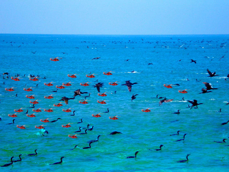 FREEDOM TO FLY No 2 Birds: Socotra Cormorants - Antonia Pia Gordon uae