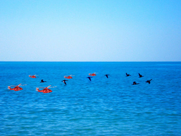 FREEDOM TO FLY No 3 Birds: Socotra Cormorants - Antonia Pia Gordon uae