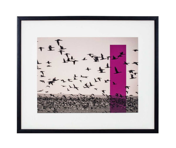 Vertical purple rectangle on black and white photo of cormorants flying over sea.