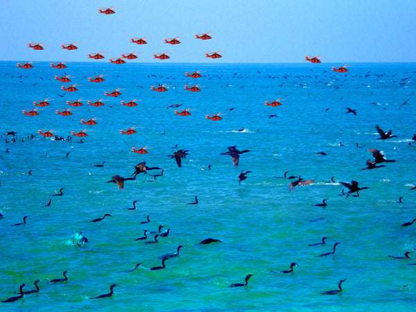 FREEDOM TO FLY No 4 Birds: Socotra Cormorants - Antonia Pia Gordon uae