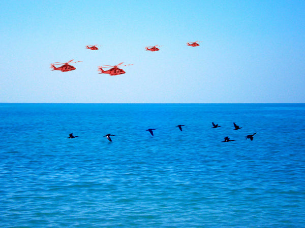 Cormorants flying over the sea. 5 red aeroplanes flying in the sky.