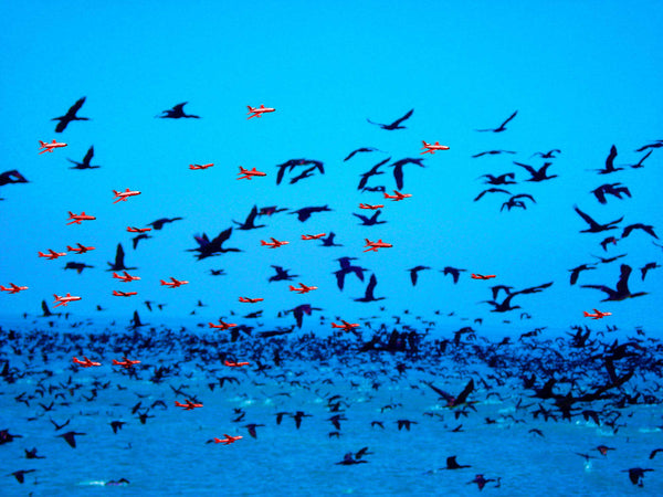 FREEDOM TO FLY No 6 Birds: Socotra Cormorants - Antonia Pia Gordon uae