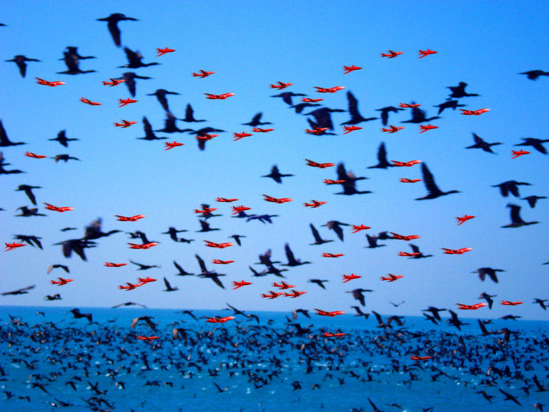 FREEDOM TO FLY No 7 Birds: Socotra Cormorants - Antonia Pia Gordon uae