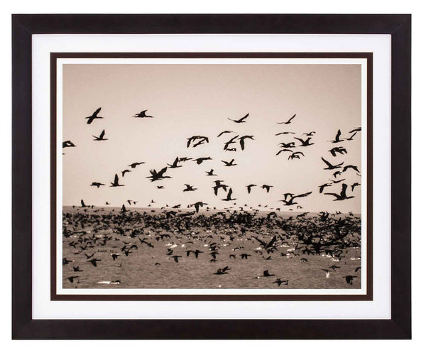 Many cormorants flying over the sea. Sepia print.