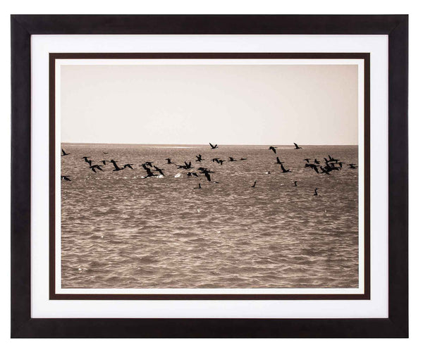 Cormorants flying over the sea mid horizon. Sepia print.