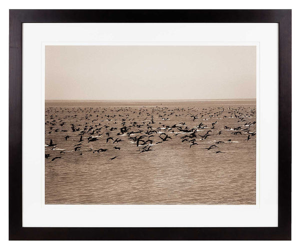 Cormorants flying over the sea. Sepia print.