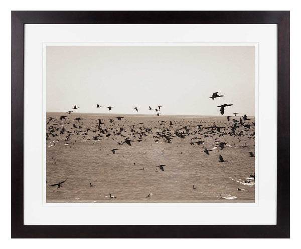 Gulp of cormorants over sea. Sepia print.