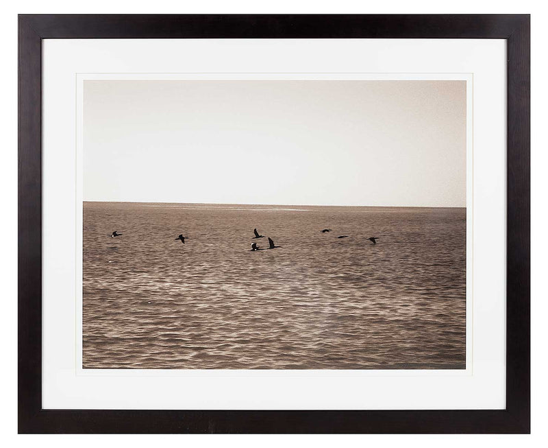 8 cormorants flying over the sea. Sepia print.