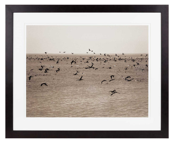 Lots of cormorants flying over the sea. Sepia print.