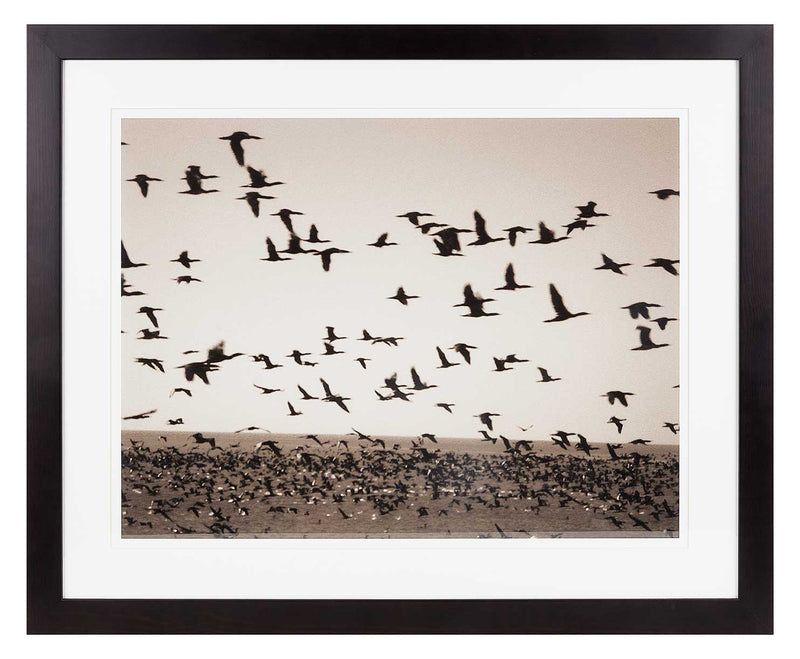 Many cormorants flying over the sea in foreground and background. Sepia print.
